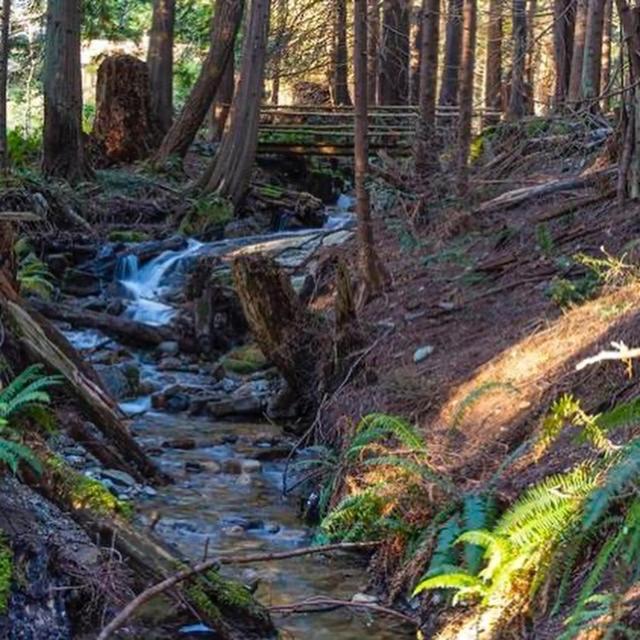 Forest Haven Hideaway Roberts Creek Eksteriør bilde